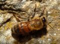 Apis mellifera